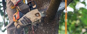 How Our Tree Care Process Works  in  Woodacre, CA