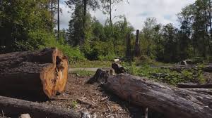 Mulching Services in Woodacre, CA