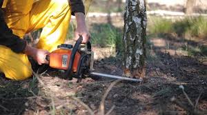 Best Tree Maintenance Programs  in Woodacre, CA