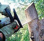 Trusted Woodacre, CA Tree Care Experts