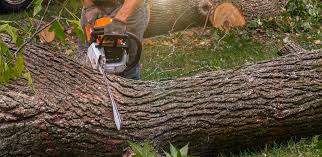 Best Palm Tree Trimming  in Woodacre, CA