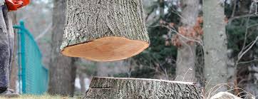 Best Storm Damage Tree Cleanup  in Woodacre, CA