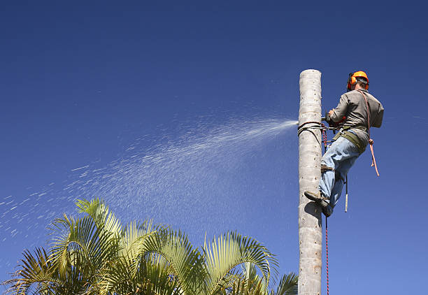 Best Sod Installation  in Woodacre, CA
