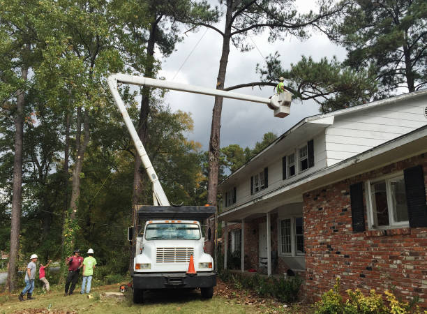 Best Tree Disease Treatment  in Woodacre, CA