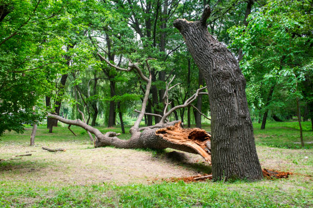 Best Lot and Land Clearing  in Woodacre, CA