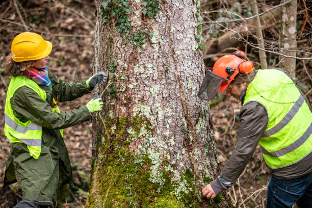 Best Stump Grinding and Removal  in Woodacre, CA