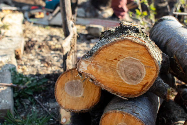 Best Tree Trimming and Pruning  in Woodacre, CA