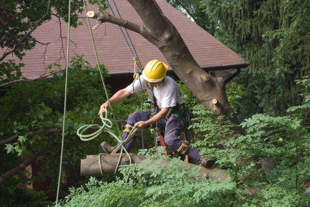 Best Lawn Irrigation Installation and Maintenance  in Woodacre, CA