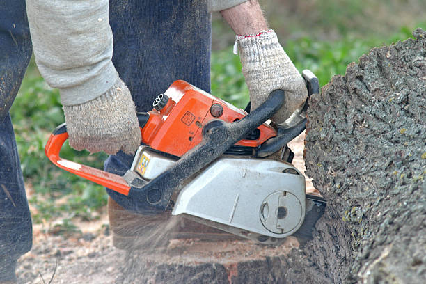 Best Grass Overseeding  in Woodacre, CA