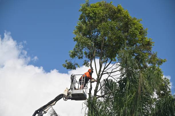 Best Tree Cabling and Bracing  in Woodacre, CA