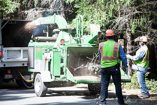 Best Fruit Tree Pruning  in Woodacre, CA