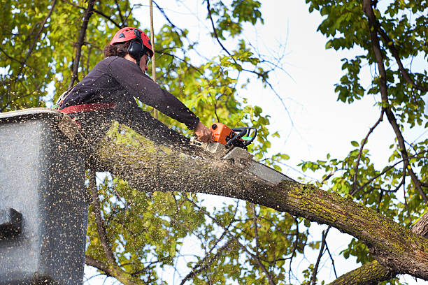 Best Aeration Services  in Woodacre, CA
