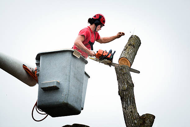 Best Tree Mulching  in Woodacre, CA