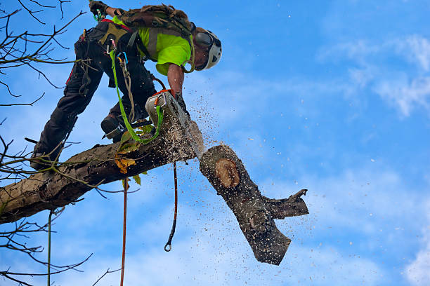 Best Commercial Tree Services  in Woodacre, CA