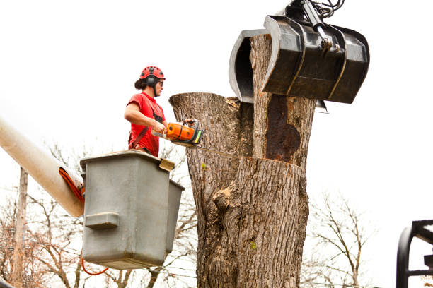 Best Utility Line Clearance  in Woodacre, CA