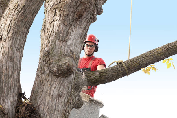 Best Lawn Renovation and Restoration  in Woodacre, CA